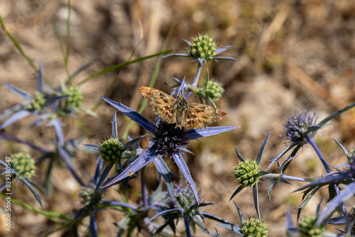 Close up of a Mallow Skipper butterfly scientific name Charcharodus alceae on a purple pland called Field Eryngo.
 photo