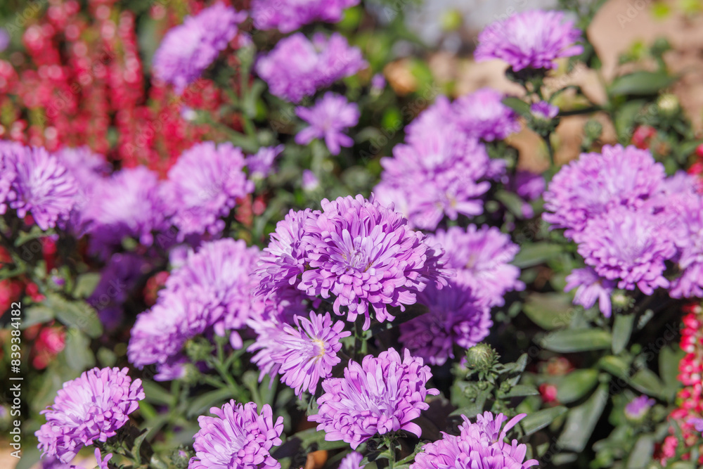 Closeup on purple chrysanthemum flowers Closeup on purple chrysanthemum flowers