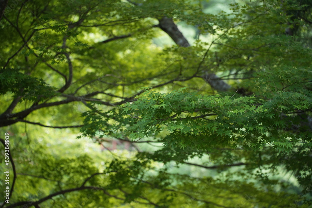 Obraz premium 綺麗な青紅葉