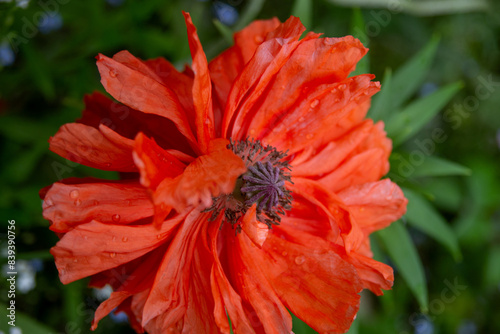 red poppy flower in the garden