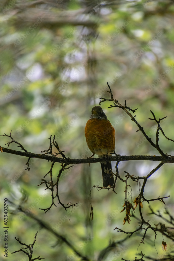 bird on a branch bird on a branch