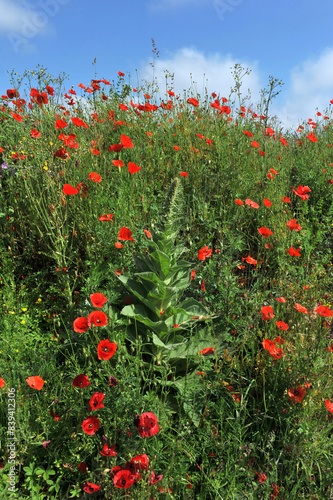 Mohn photo