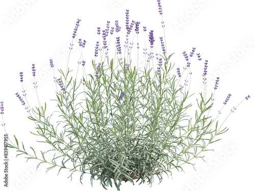 Side view of Lavander plant with Flowers