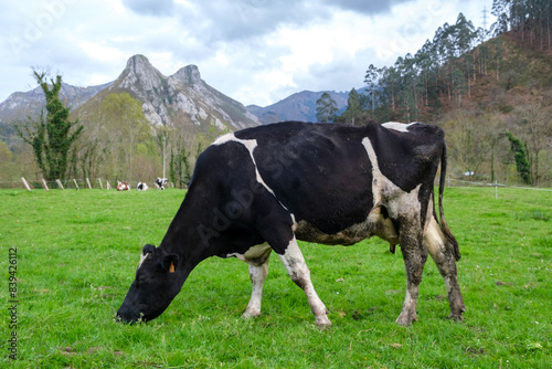 A black and white cow is peacefully grazing on lush green grass in a vast field under the clear sky  enjoying its meal.