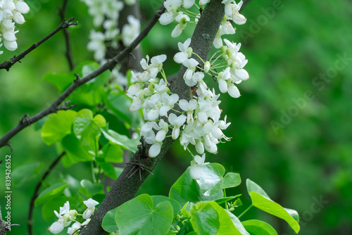 White flowers cercis chinensis shirobana bloom in garden. Deciduous tree or shrub chinese redbud in natural park. Clusters of  tender buds blossom on bare stems in spring. Judas tree family fabaceae. photo