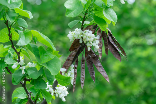 White flowers cercis chinensis shirobana bloom in garden. Deciduous tree or shrub chinese redbud in natural park. Clusters of tender buds blossom on bare stems in spring. Judas tree family fabaceae.