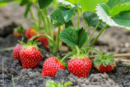 Genetically Modified Strawberries Growing on Plant with Bright Red Berries and Green Leaves