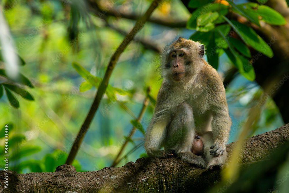 a long tailed macaque relaxing on a shady tree, natural bokeh background a long tailed macaque relaxing on a shady tree, natural bokeh background