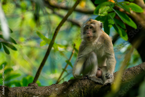 a long tailed macaque relaxing on a shady tree, natural bokeh background