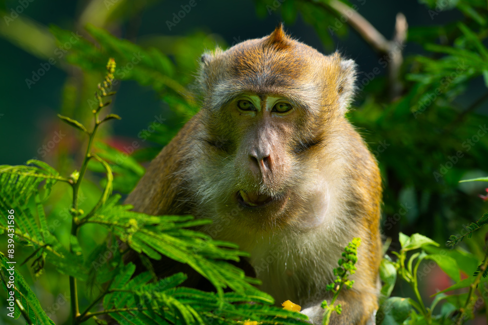 Obraz premium a long tailed macaque showing funny expression while hiding in the bushes, natural bokeh background