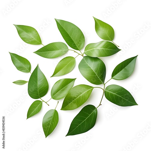 Fresh Green Leaves Isolated on White Background  Nature Concept  Botanical Design  Eco-Friendly  Organic  Natural Beauty  Minimalist  Clean and Simple  Perfect for Nature-Themed Projects