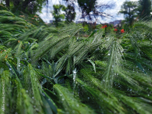 rain drops on the plant