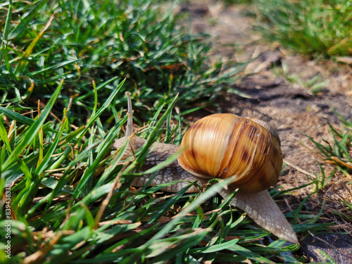 snail crawls through the grass