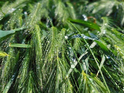 magic water drops on the grass