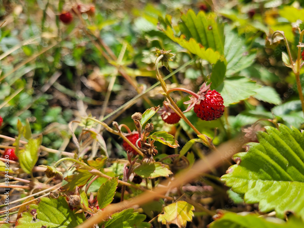 Red berries of ripe wild strawberries in the forest Red berries of ripe wild strawberries in the forest