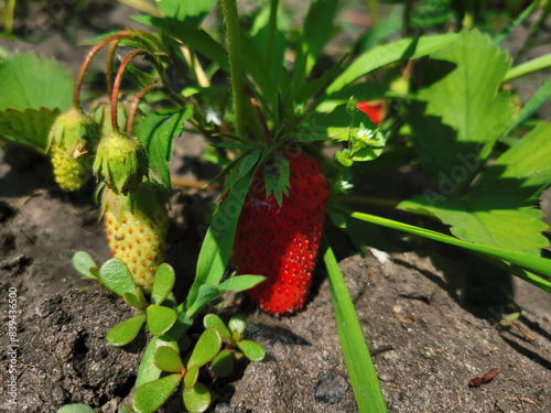 strawberry plants in the garden