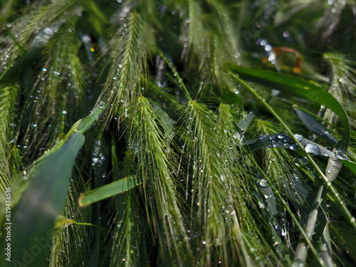 water drops on the grass