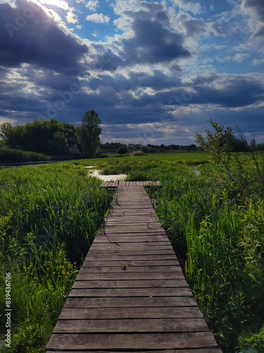 A rustic wooden boardwalk on a shore covered with reeds. Tall trees stand guard in the background, and fluffy clouds drift lazily across the endless expanse of sky.