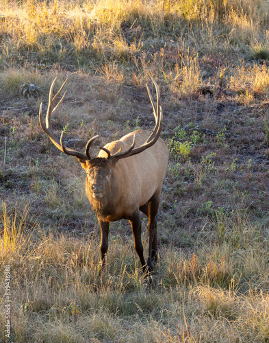 Bull Elk during the Rut in Autumn in Wyoming