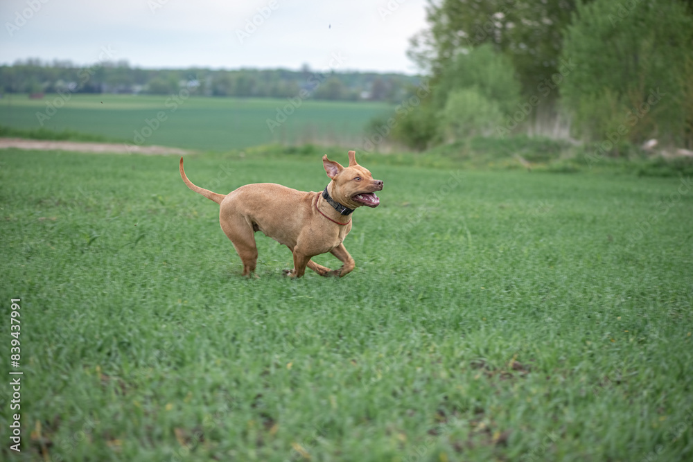 American Pit Bull Terrier plays outdoors. American Pit Bull Terrier plays outdoors.