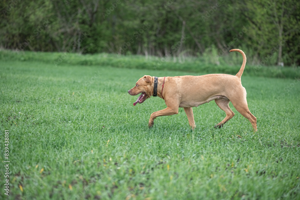 American Pit Bull Terrier plays outdoors. American Pit Bull Terrier plays outdoors.