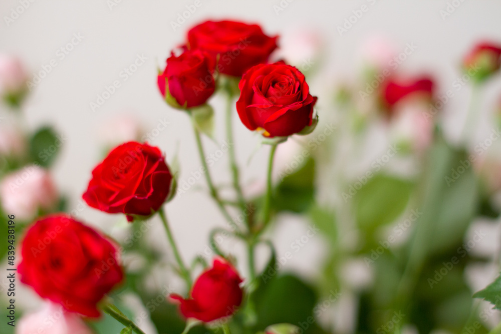 red roses red roses