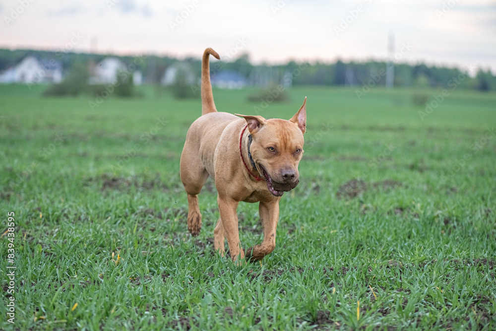 American Pit Bull Terrier plays outdoors. American Pit Bull Terrier plays outdoors.
