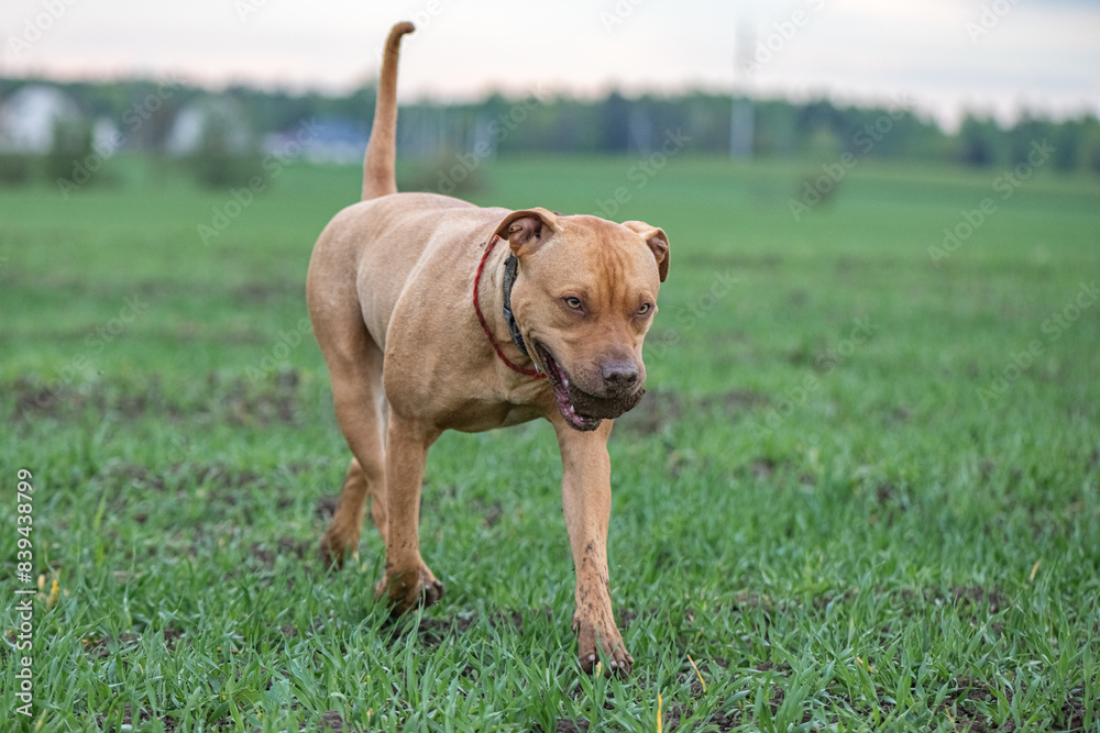 American Pit Bull Terrier plays outdoors. American Pit Bull Terrier plays outdoors.