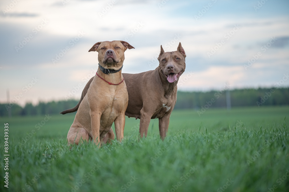 American Pit Bull Terrier plays outdoors. American Pit Bull Terrier plays outdoors.