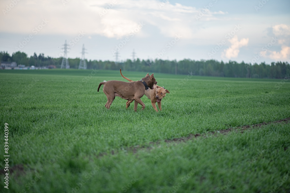 American Pit Bull Terrier plays outdoors. American Pit Bull Terrier plays outdoors.