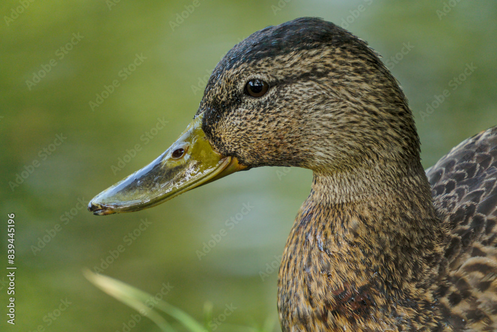 Mallard duck - adults and juveniles in a park pond Mallard duck - adults and juveniles in a park pond