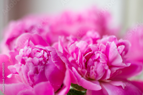 Fototapeta Naklejka Na Ścianę i Meble -  Pink peonies
