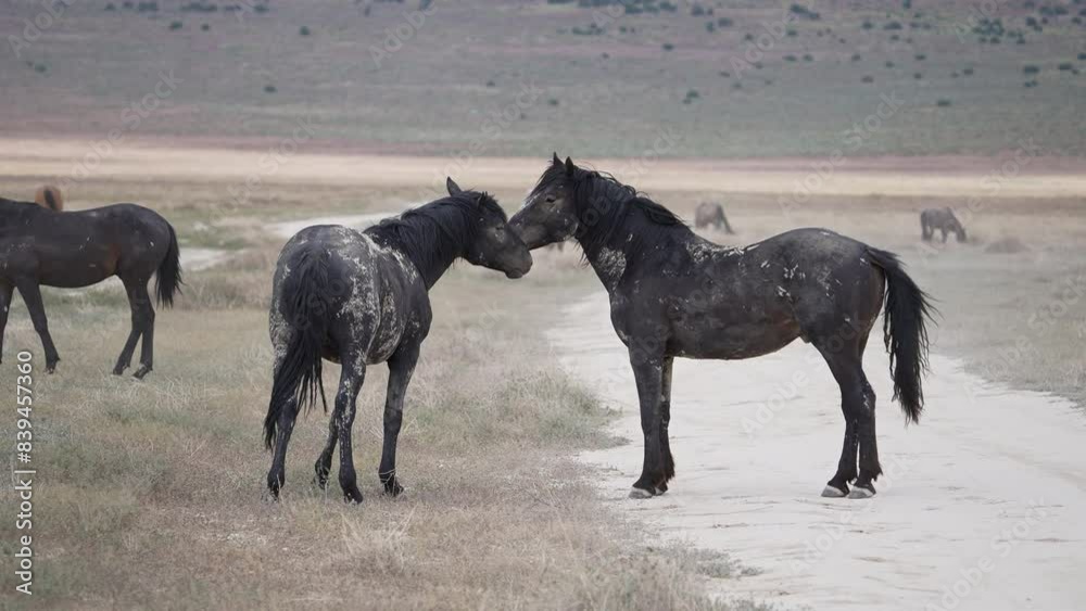 Wild Horses smelling each other in the Utah desert. Wild Horses smelling each other in the Utah desert.