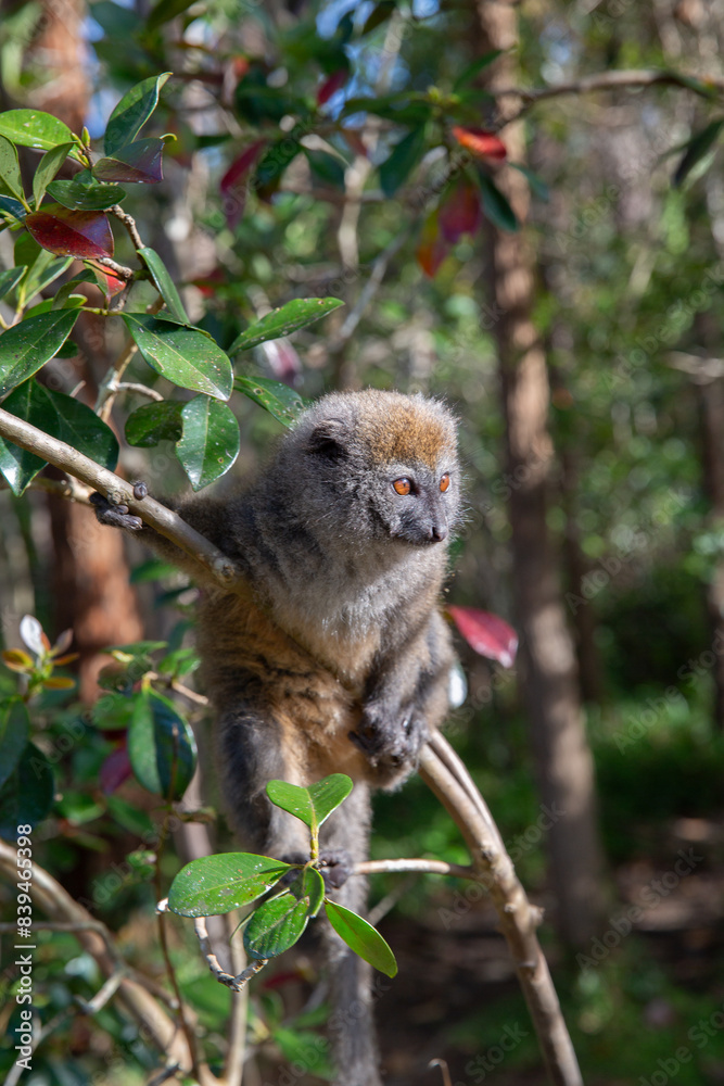 Grey bamboo lemur, Lemur Island, Madagascar, Africa Grey bamboo lemur, Lemur Island, Madagascar, Africa