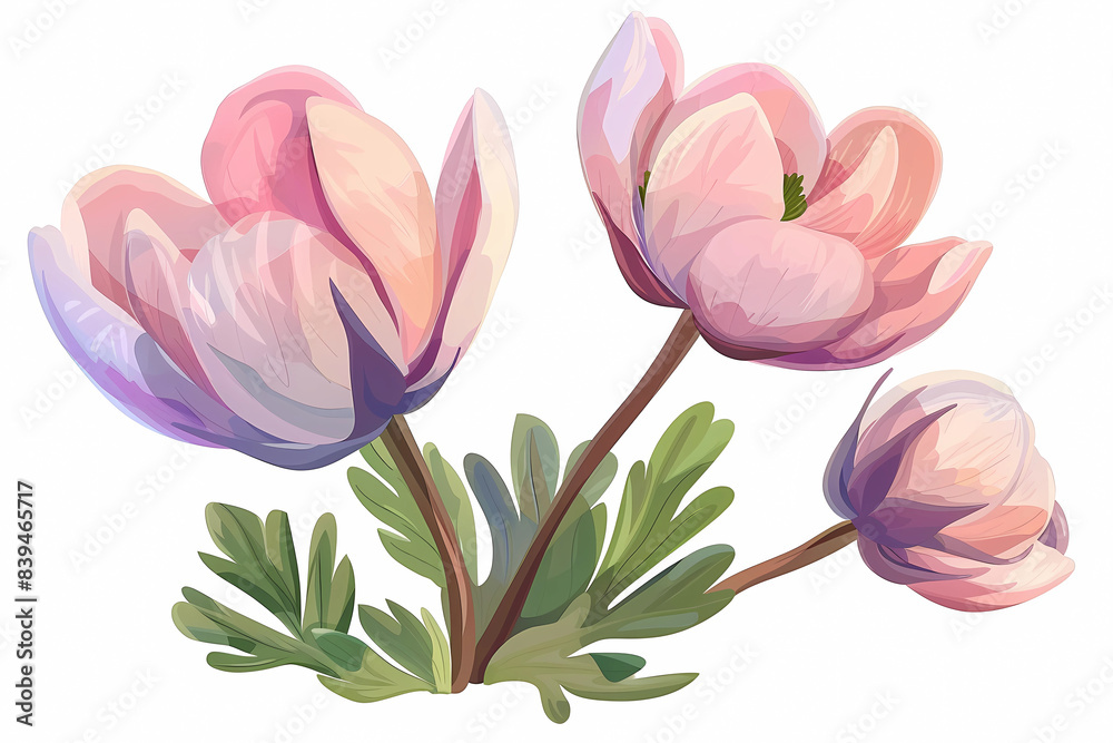 Fototapeta premium Anemone flowers illustration isolated on white background. Gentle colors