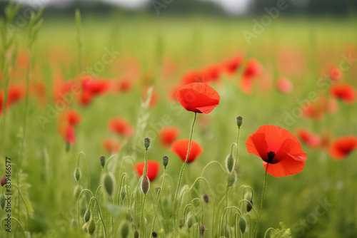 A photograph captures a realistic field of poppies bathed in natural lighting  showcasing their vibrant coquelicot color