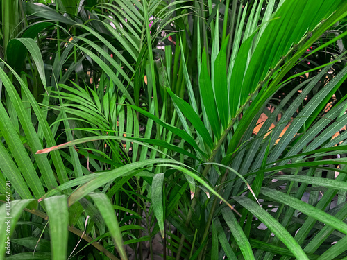 green palm branches close-up  natural exotic tropical plant background 