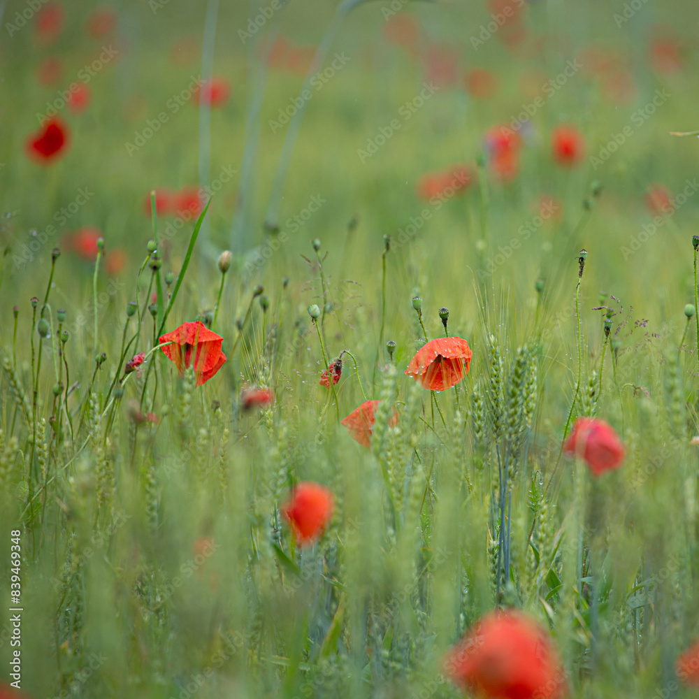 Obraz premium Crimson poppies emerge from the verdant wheat field, their brilliance a testament to the simple beauty of nature.