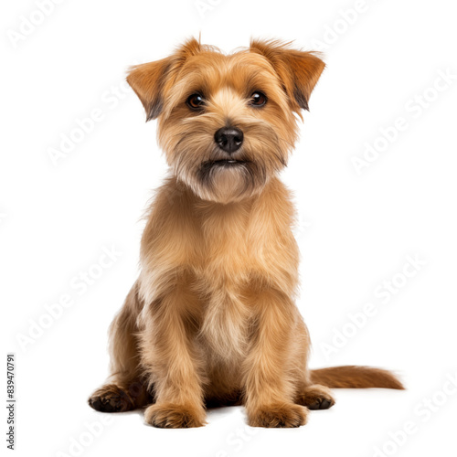 yorkshire terrier isolated on white