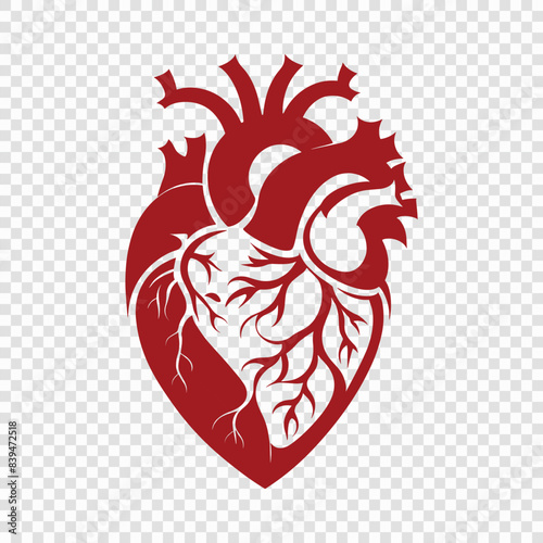 Red Anatomical Heart Illustration with Transparent Background