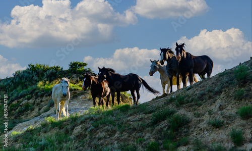 Wild mustang horses on the prairie, Theodore Roosevelt National Park, North Dakota, USA photo