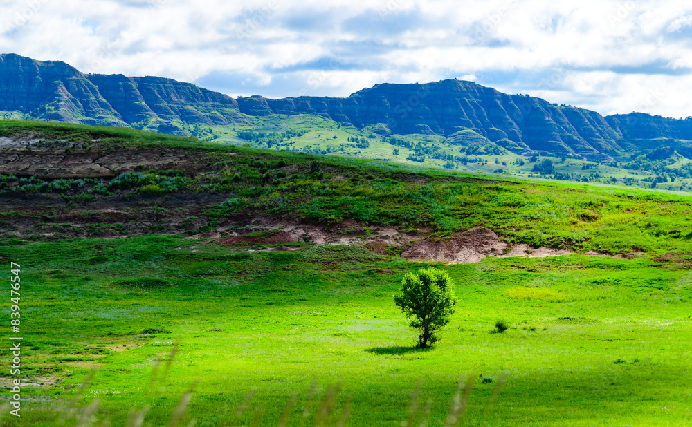 Obraz premium Lone tree on lush green landscape, Little Missouri State Park