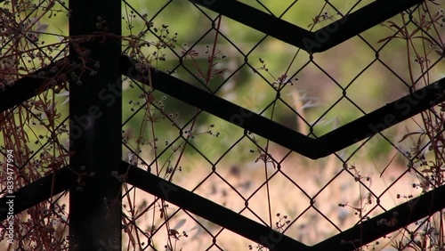 fence in a windy day