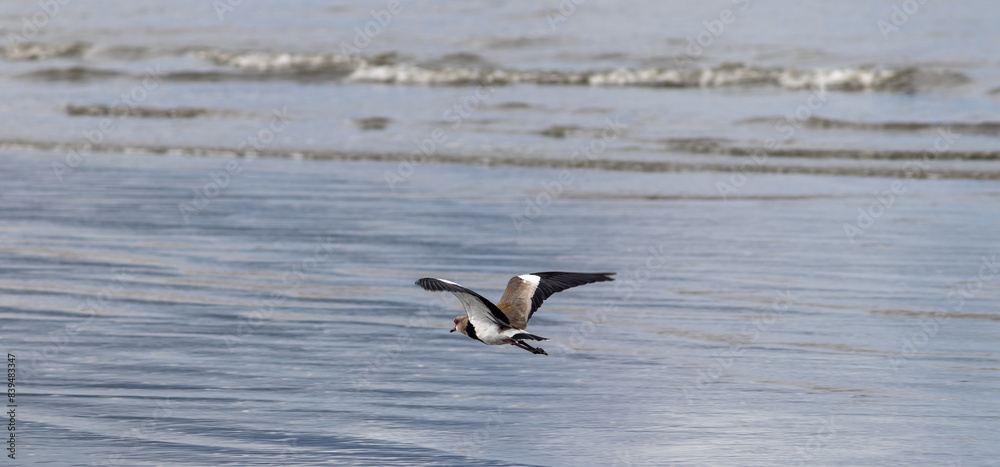 Photograph of a Southern lapwing. Photograph of a Southern lapwing.