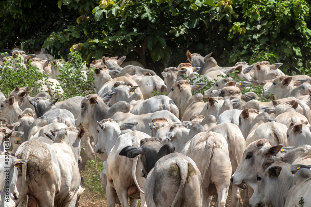 Herd of Nelore cattle grazing in a pasture on the brazilian ranch Herd of Nelore cattle grazing in a pasture on the brazilian ranch