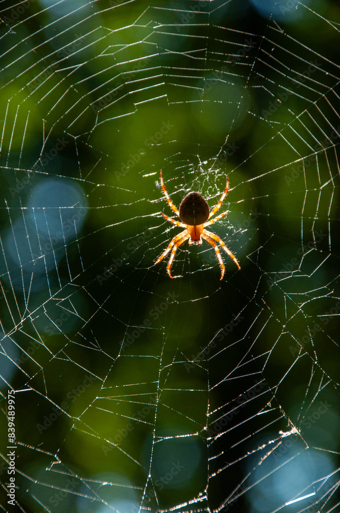 A spider hanging from a web on a sunny day in the forest A spider hanging from a web on a sunny day in the forest