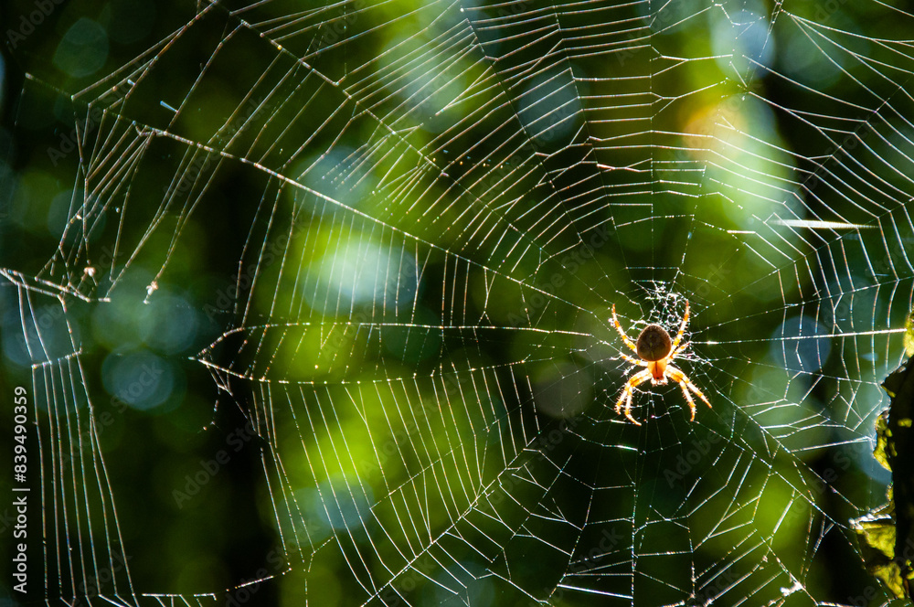 A spider hanging from a web on a sunny day in the forest A spider hanging from a web on a sunny day in the forest