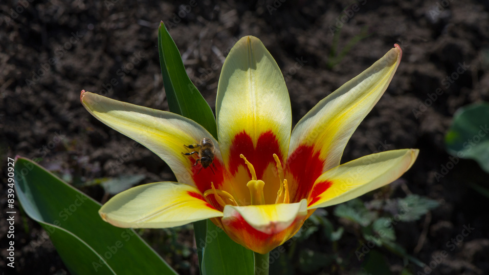 A bee collects pollen on a decorative tulip flower. A bee collects pollen on a decorative tulip flower.