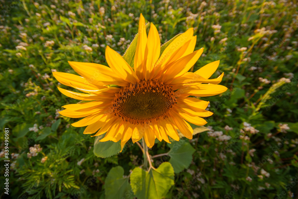 Fototapeta premium Blooming bright sunflower flower, close-up.