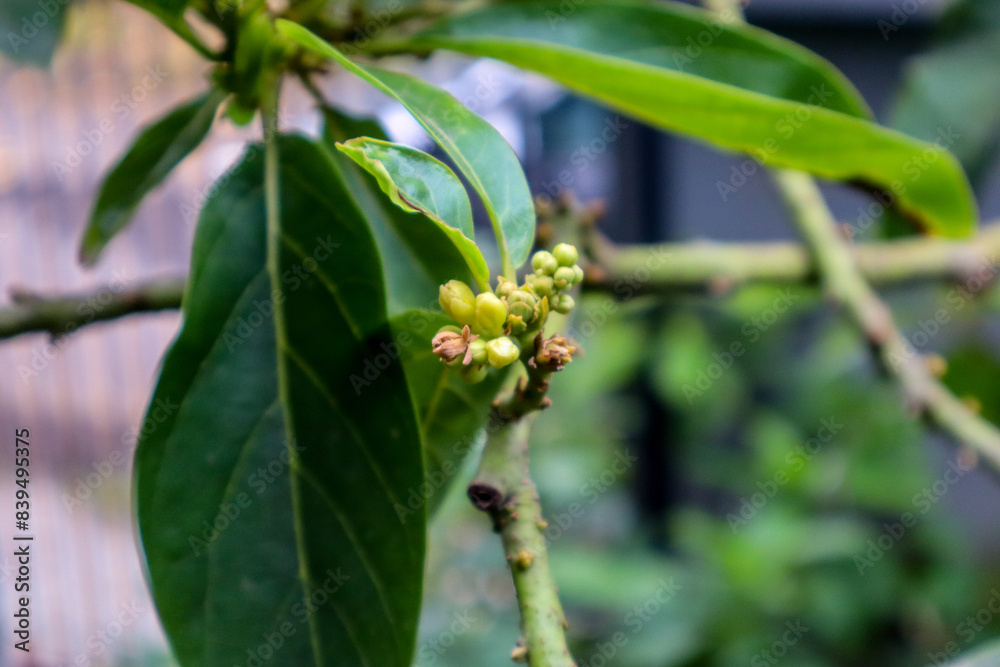 Avocado Tree Buds Ready to Bloom Avocado Tree Buds Ready to Bloom